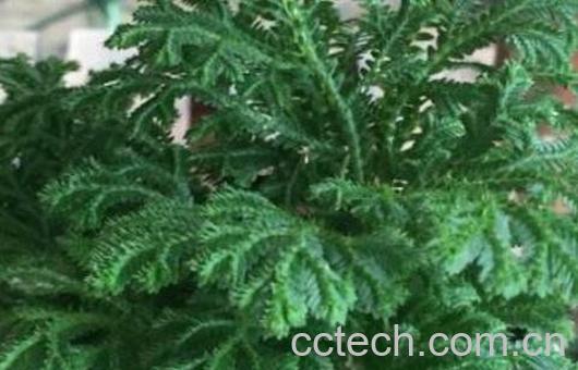 九死还魂草的功效与作用-0