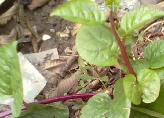 春筋藤的功效和作用及药用价值-1