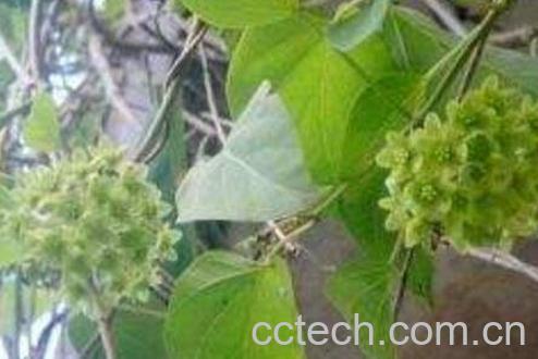 春筋藤的功效和作用及药用价值-0