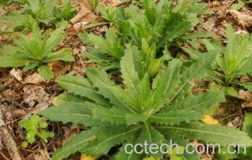 小蓟功效与作用及药用价值-0