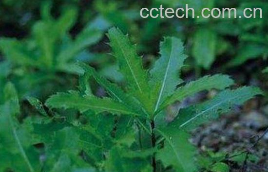 小蓟功效与作用及药用价值-1