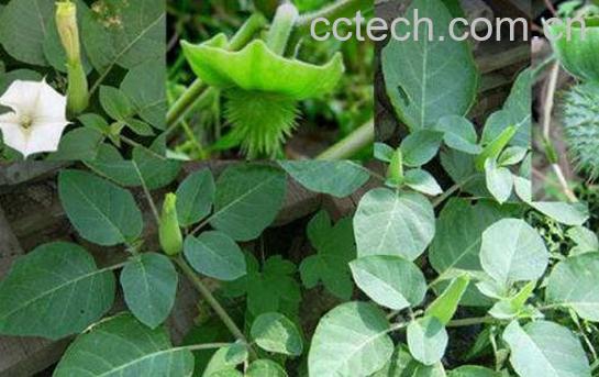 追风藤的功效与作用-0