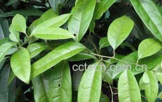 清风藤的功效与作用 青风藤有什么副作用-0