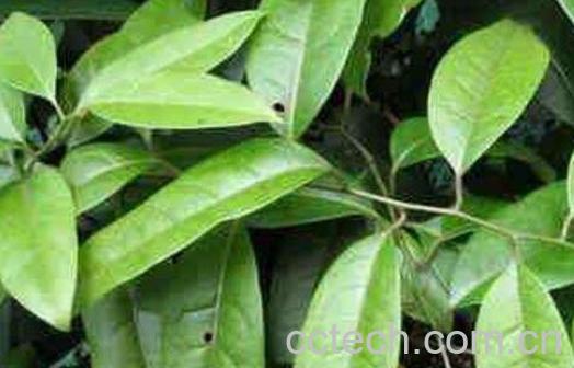 中药青藤图片 青藤的功效与作用-0