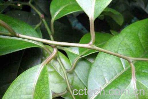 清风藤的功效与作用 青风藤有什么副作用-1