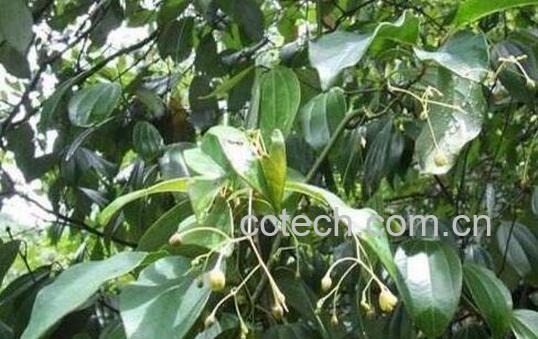 中药青藤图片 青藤的功效与作用-1