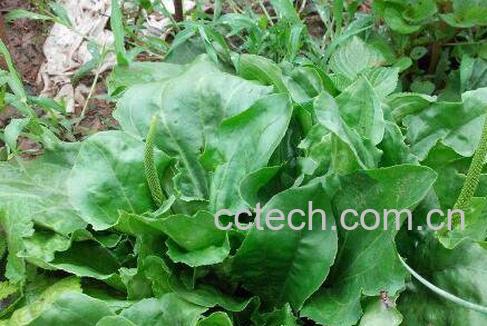 蛤蟆衣和车前草的区别-0