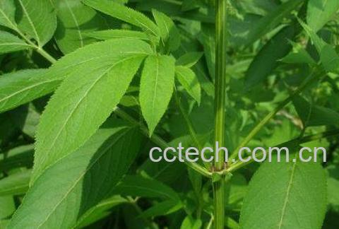 接骨草的功效与作用及药用价值-0