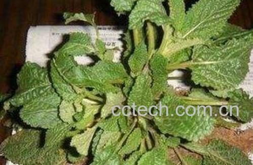 蛤蟆衣和车前草的区别-1