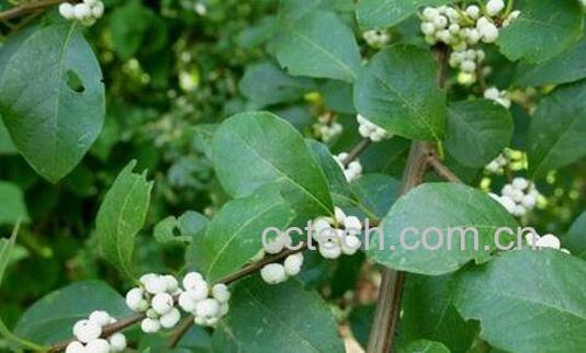 鱼眼树根的功效与作用及药用价值-1