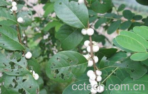 鱼眼树根的功效与作用及药用价值-0