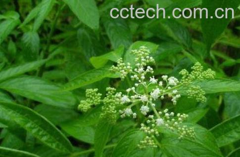 接骨草的功效与作用及药用价值-1