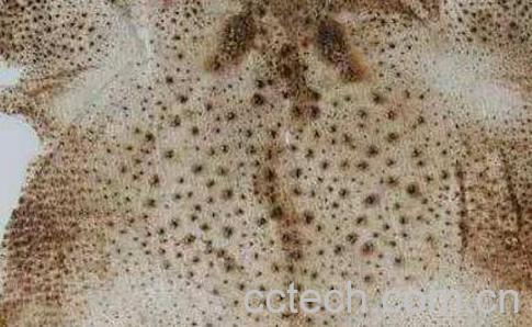 蛤蟆衣有毒吗 蛤蟆衣的副作用-0