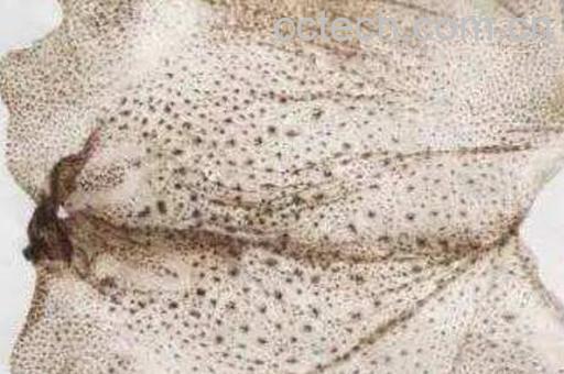 蛤蟆衣有毒吗 蛤蟆衣的副作用-1