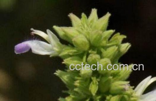 鱼针草的作用与功效及药用价值-0