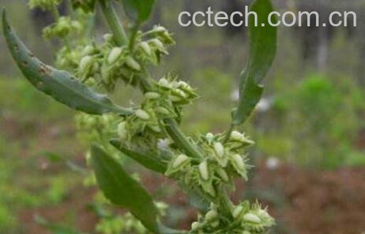 土大黄籽的功效与作用-1