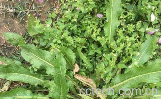 土大黄籽的功效与作用-0