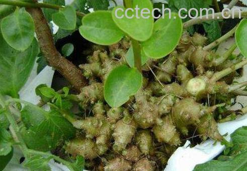 藤三七的功效与作用-0