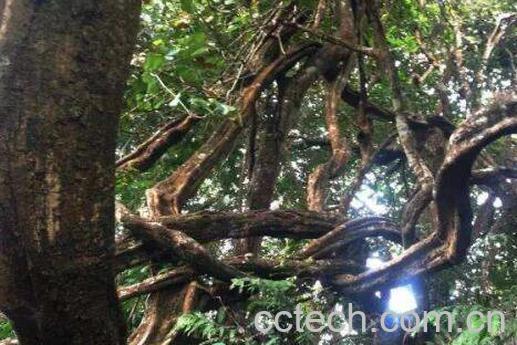 九牛力泡酒的功效-0