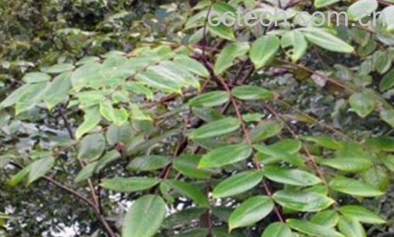 九牛力泡酒的功效-1