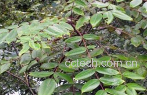 透骨草的功效与作用 透骨草能治什么病-0