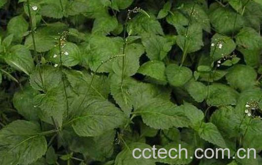 透骨草的功效与作用 透骨草能治什么病-1