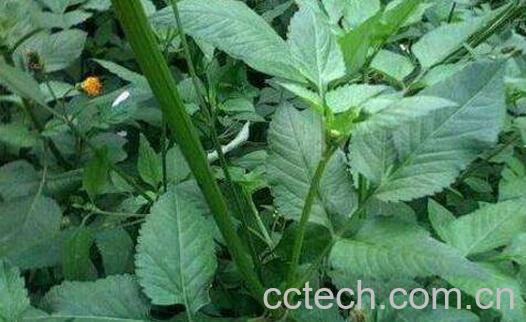 鬼针草图片 鬼针草的功效与作用有哪些-0