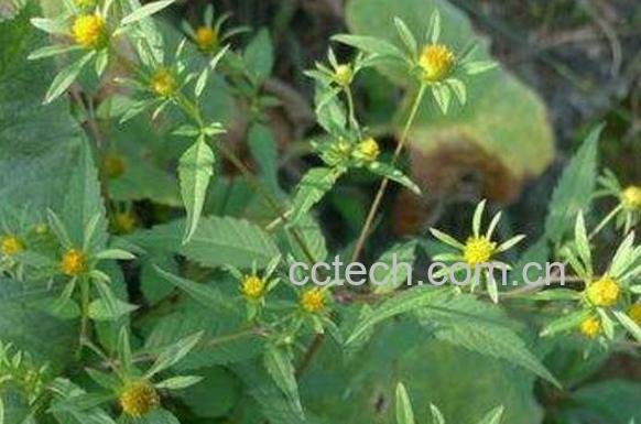 鬼针草图片 鬼针草的功效与作用有哪些-1