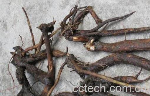 小蓟根的功效与作用-0