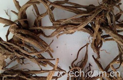 小蓟根的功效与作用-1