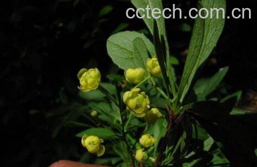 酸不溜的功效与作用 酸不溜果又叫什么-1