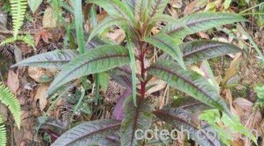 酸不溜的功效与作用 酸不溜果又叫什么-0