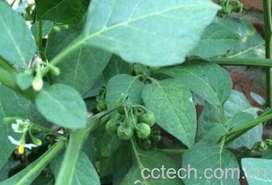 龙葵晒干的功效与作用-0