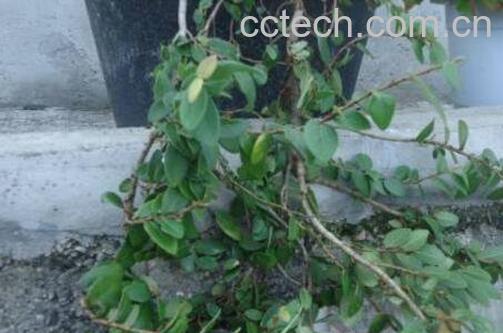 风根藤的功效与作用-0