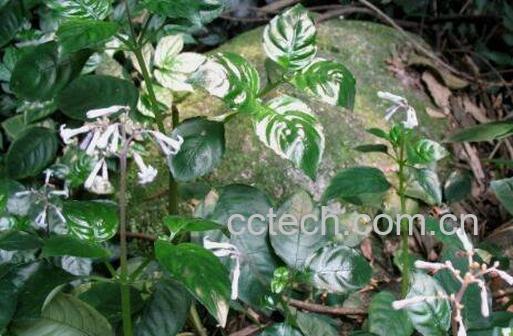 风根藤的功效与作用-1