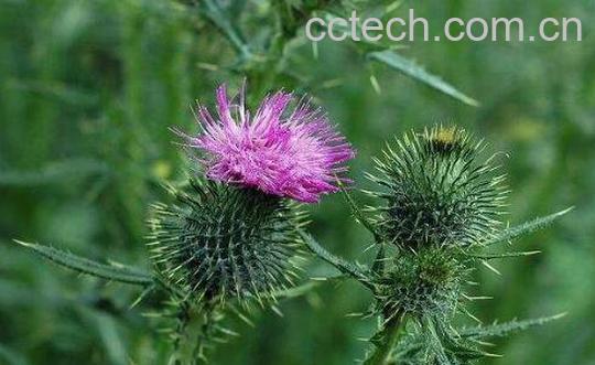 大蓟的功效与作用及食用方法-0