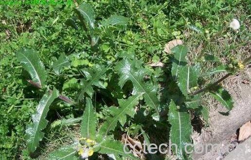 大蓟的功效与作用及食用方法-1