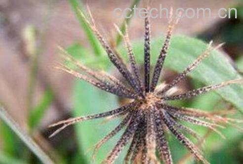 鬼针草能治高血压吗 鬼针草的功效与作用-0