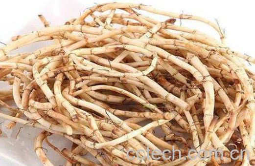 鱼薰草的功效与作用-0