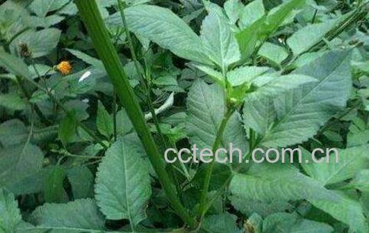 鬼针草能治高血压吗 鬼针草的功效与作用-1