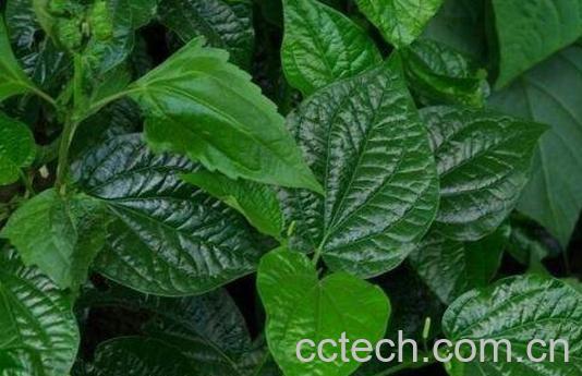 海风藤的功效与作用 海风藤有毒吗-0