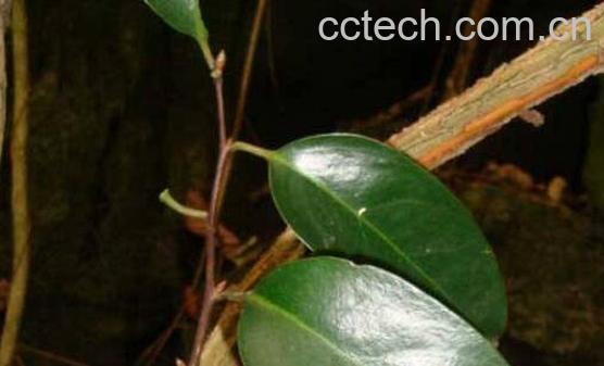 海风藤的功效与作用 海风藤有毒吗-1