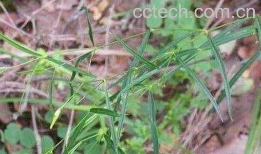  一枝箭的功效与作用 一枝箭主要治什么-0