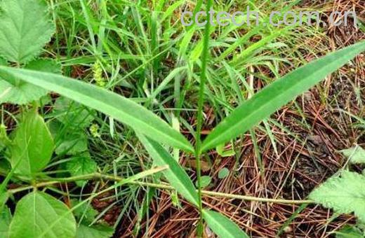  一枝箭的功效与作用 一枝箭主要治什么-1