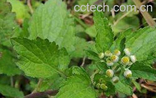 鱼眼草的功效与作用及药用价值-1