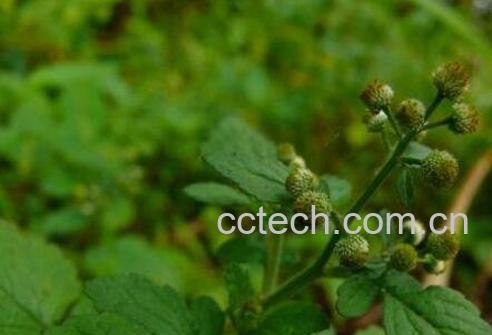 鱼眼草的功效与作用及药用价值-0