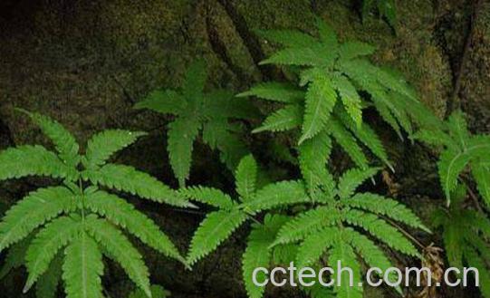 井边草图片 井边草的功效与作用-0