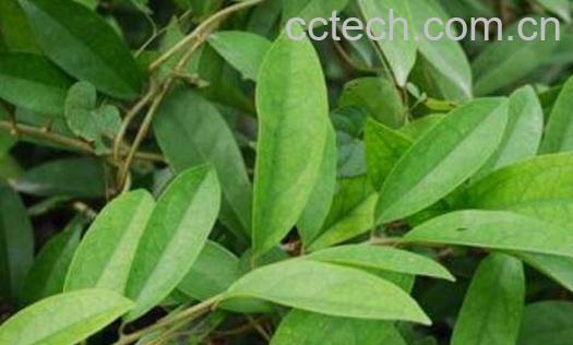 当归藤的功效与作用及药用价值-1