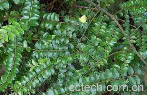 当归藤的功效与作用及药用价值-0