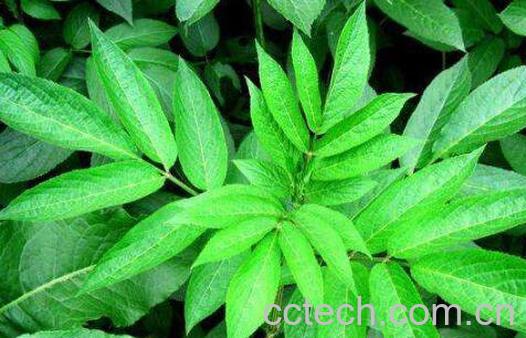 万筋藤的功效与作用及药用价值-0